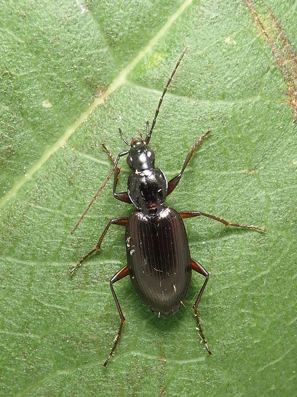 Carabidae: Agonum fuliginosum ?? no, Agonum (Europhilus) thoreyi